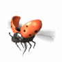 Ladybird as a power animal