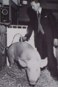 Ultrasonic Backfat scanning of bacon pigs - first public demonstration in London in 1961